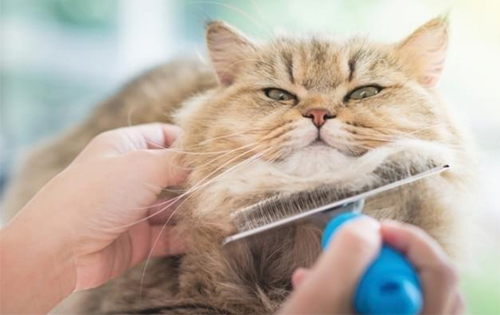 Cat Grooming